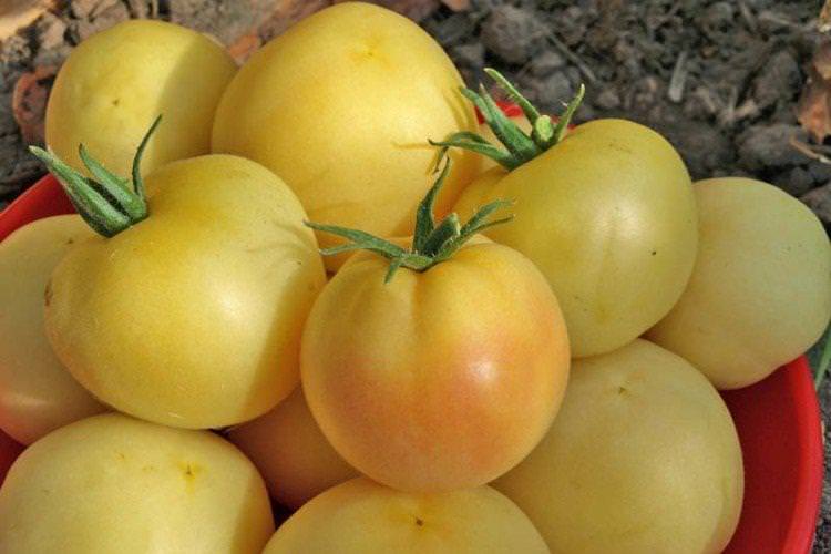 Персик - Найкращі сорти томатів для Підмосков'я