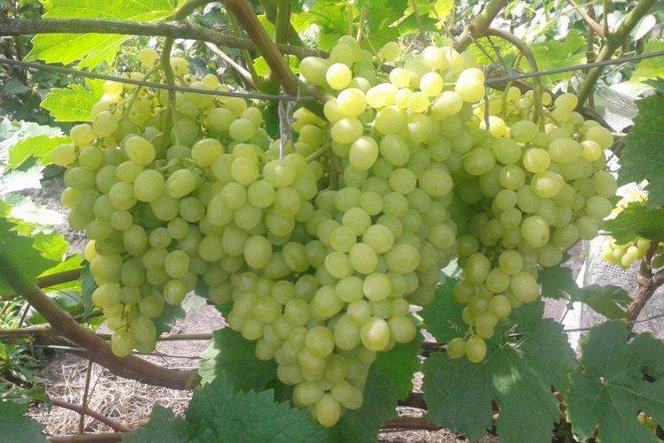 Альошенькін - Кращі сорти винограду для Підмосков'я