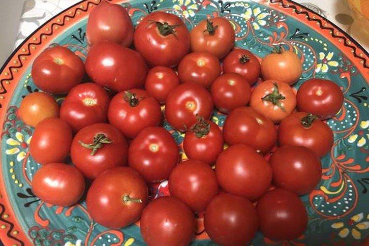 Північна малютка - Найкращі сорти томатів для Підмосков'я
