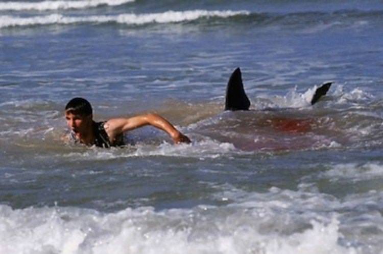 12 днів страху - Найкращі фільми про акул
