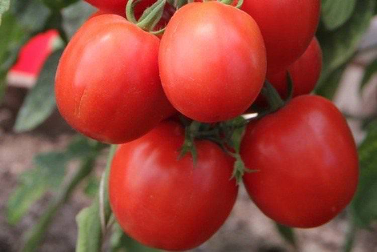 Цар Петро - Найкращі сорти томатів для Уралу