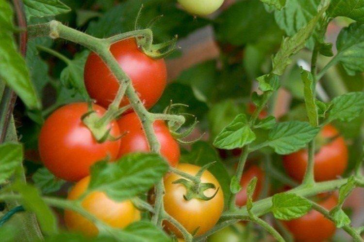 Талаліхін - Найкращі сорти томатів для Уралу