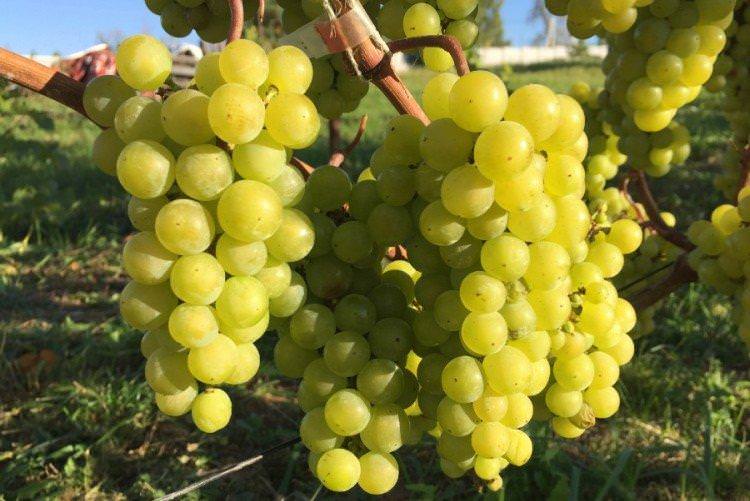 Білі перли - Найкращі сорти винограду для Ленінградської області
