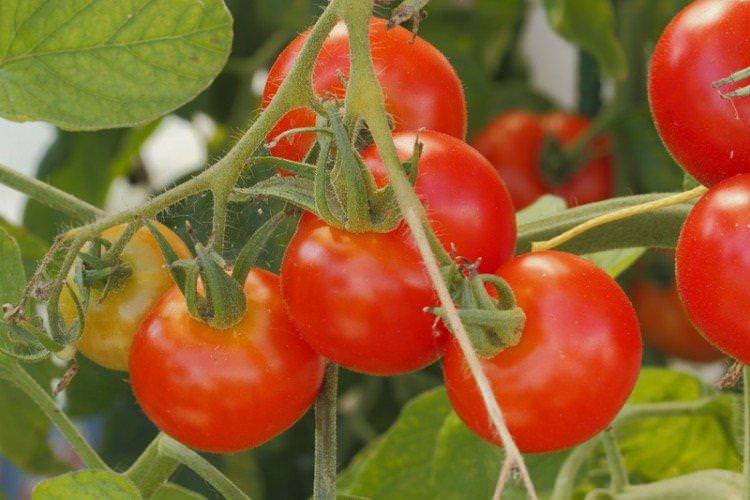 Данна - Найкращі сорти томатів для Уралу