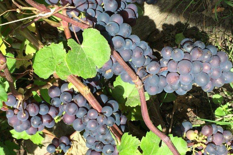 Фіолетовий ранній - Найкращі сорти винограду для Ленінградської області