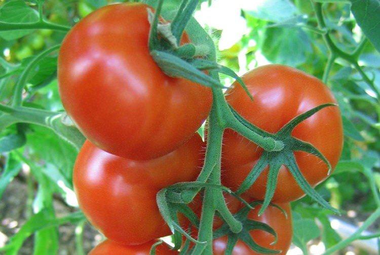 Вятич - Найкращі сорти томатів для Уралу