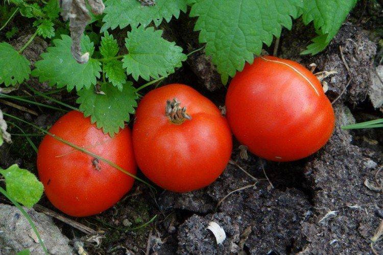 Грунтовий Грибовський - Найкращі сорти томатів для Уралу