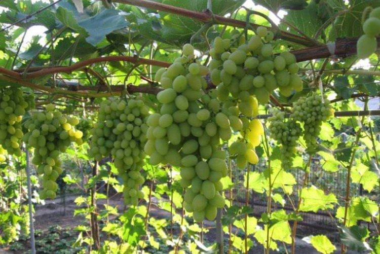 Августин - Найкращі сорти винограду для Сибіру