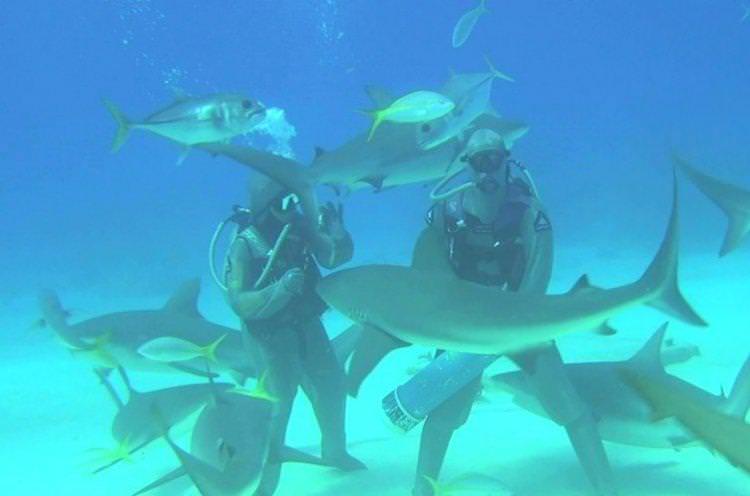 Карибські острови 3D занурення з акулами - Найкращі фільми про акул