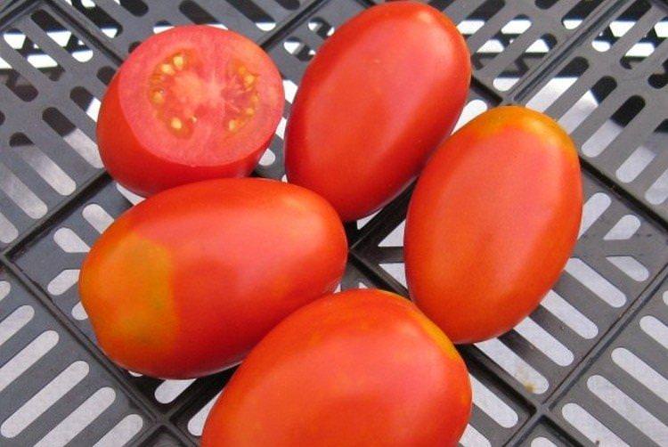 Акварель - Найкращі сорти томатів для Сибіру