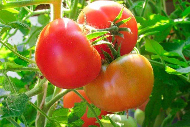 Нікола - Найкращі сорти томатів для Сибіру