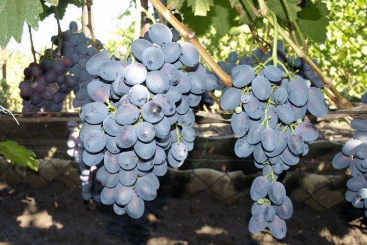 Агат Донський - Найкращі сорти винограду для Сибіру