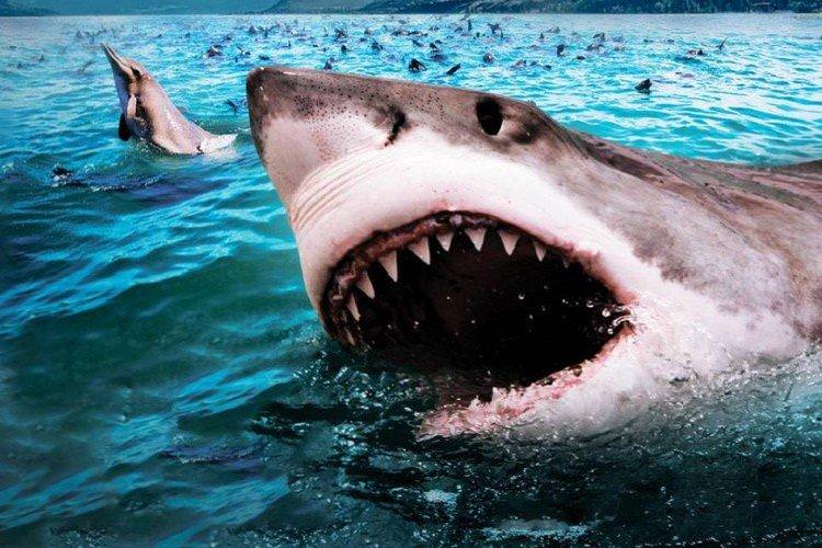 Дика Південна Африка слідами білих акул - Найкращі фільми про акул