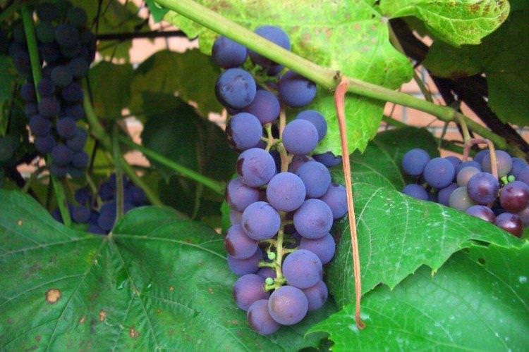 Брускам - Найкращі сорти винограду для Сибіру