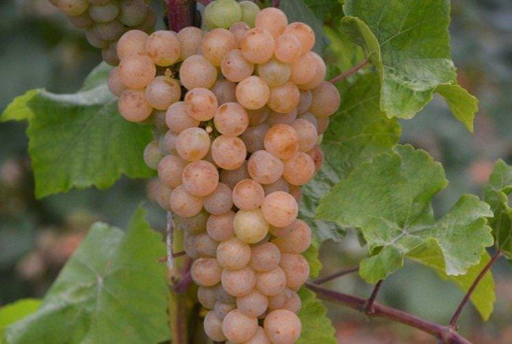 Платовський - Найкращі сорти винограду для Сибіру