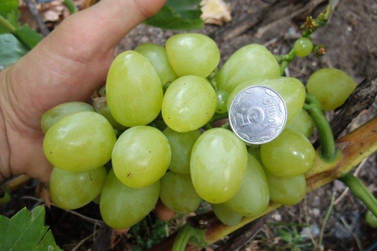 Біле диво - Найкращі сорти винограду для Уралу