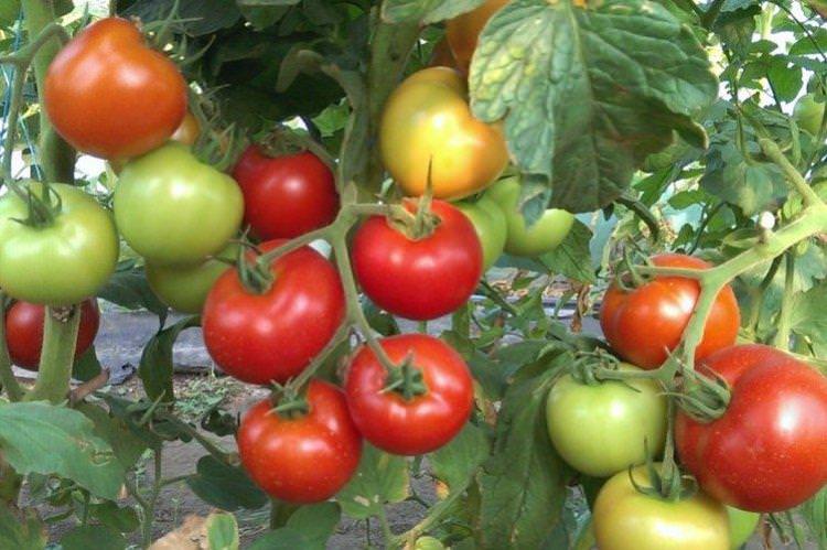 Марфа - Найкращі сорти томатів для Ленінградської області