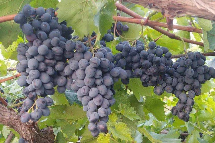 Російський Конкорд - Найкращі сорти винограду для Уралу