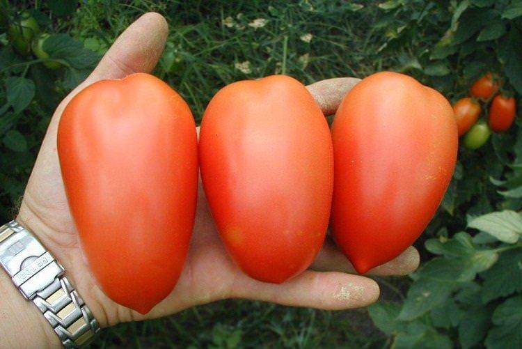 Колібрі - Найкращі сорти томатів для Ленінградської області