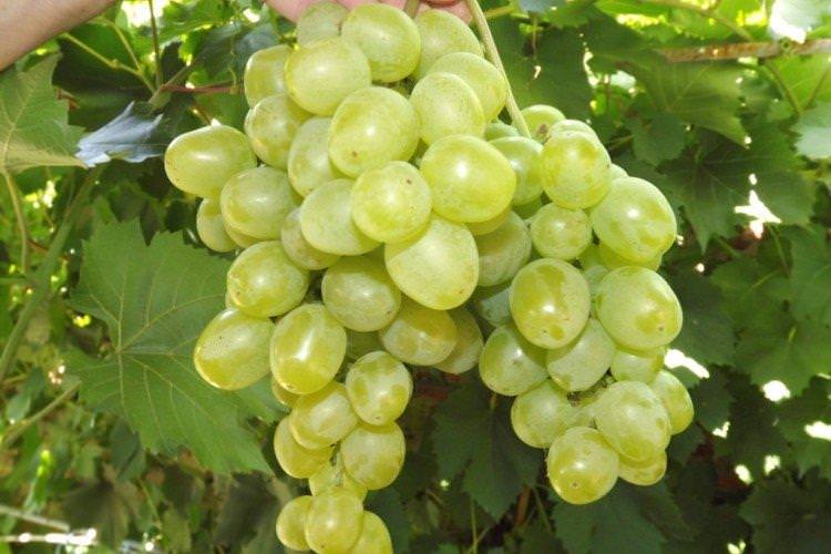 Гарольд - Найкращі сорти винограду для Уралу