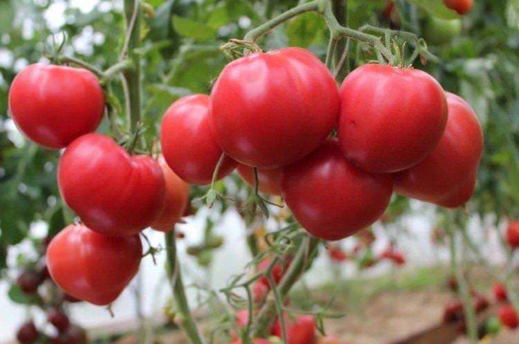 Рожевий лідер - Найкращі сорти томатів для Ленінградської області