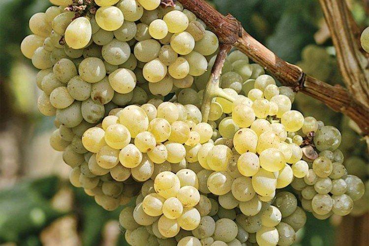 Аврора Магарача - Найкращі сорти винограду для Уралу