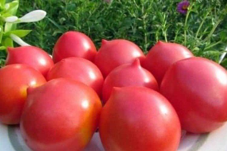 Ювілейний ВІР - Найкращі сорти томатів для Ленінградської області
