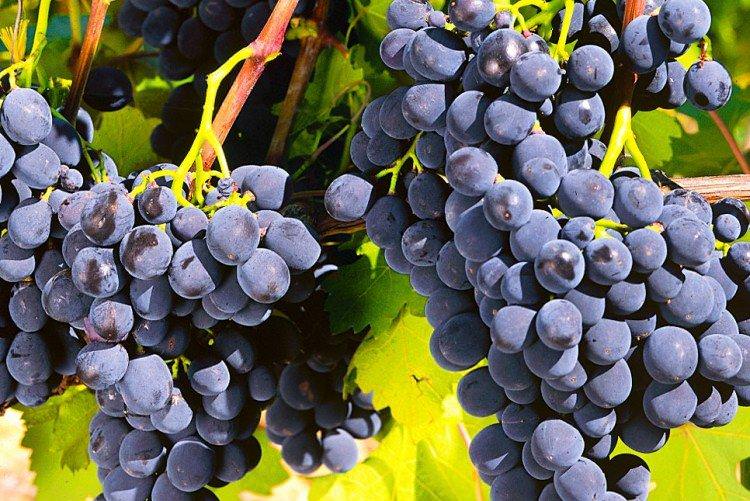Рошфор - Найкращі сорти винограду для Уралу