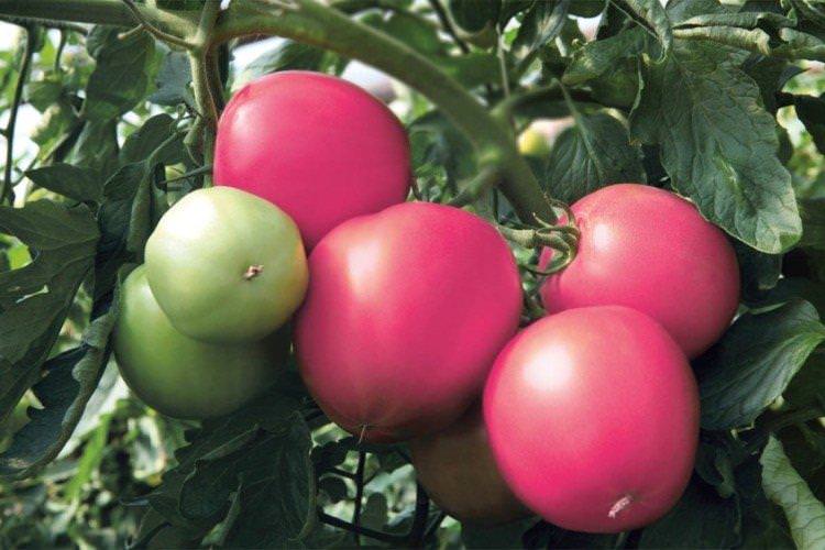 Ягідка - Найкращі сорти томатів для Ленінградської області
