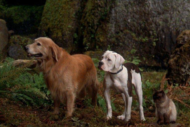 Дорога додому Неймовірна подорож - найкращі фільми про собак