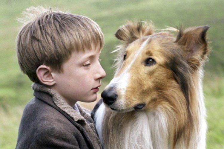 Лессі - найкращі фільми про собак