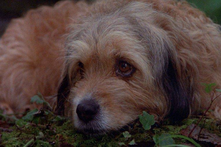 Погоня за Бенджі - найкращі фільми про собак