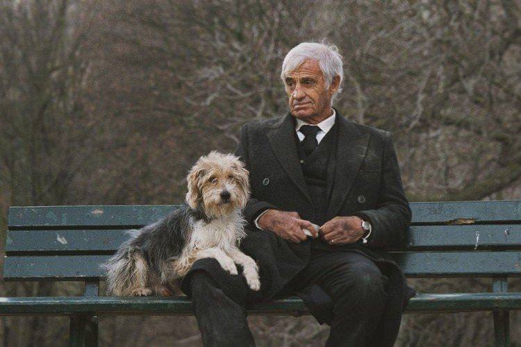 Людина та її собака - найкращі фільми про собак