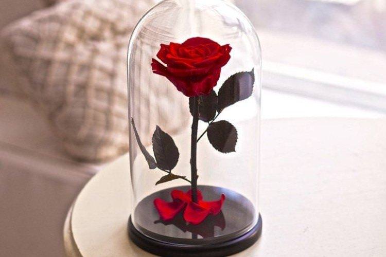 Вічна троянда у скляній колбі - Що подарувати дружині на День народження