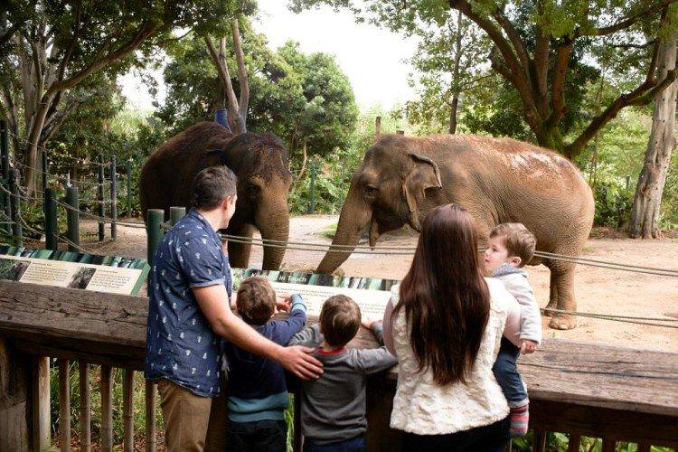 Похід до зоопарку - Що подарувати хлопчику на 5 років