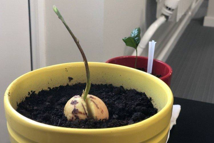 Як посадити і виростити авокадо з кісточки в домашніх умовах