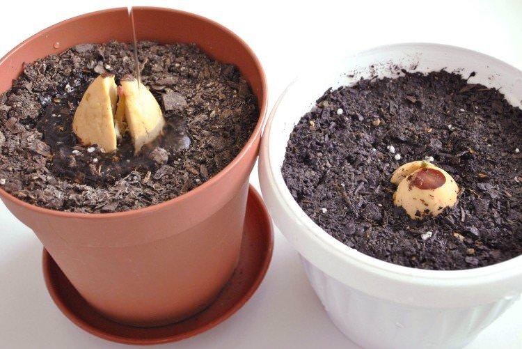 Полив - як виростити авокадо з кісточки в домашніх умовах