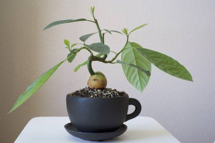 Пересадка - як виростити авокадо з кісточки в домашніх умовах