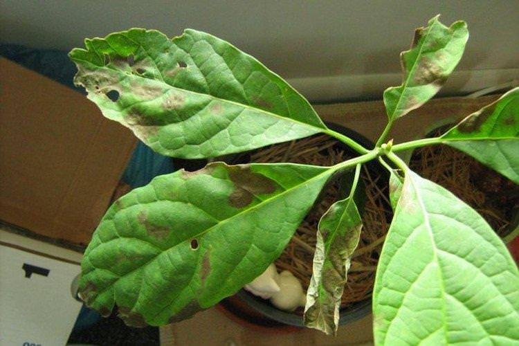 Хвороби - як виростити авокадо з кісточки в домашніх умовах