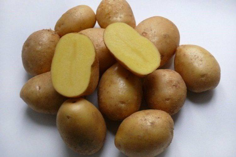 Імпала - Ранні сорти картоплі
