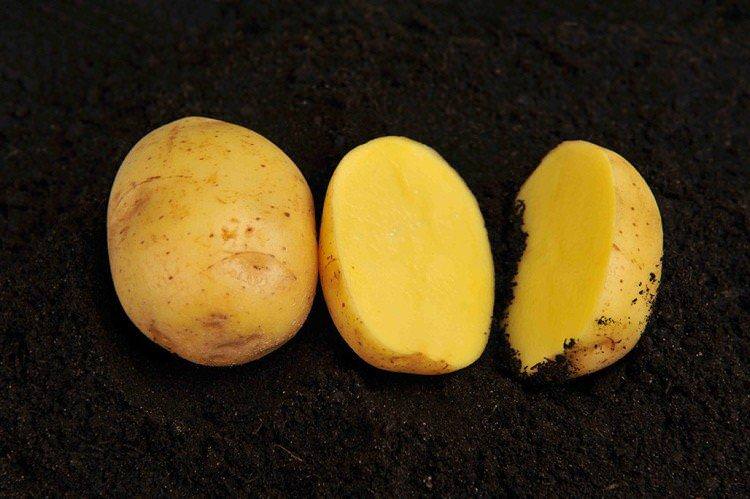Вега - Ранні сорти картоплі