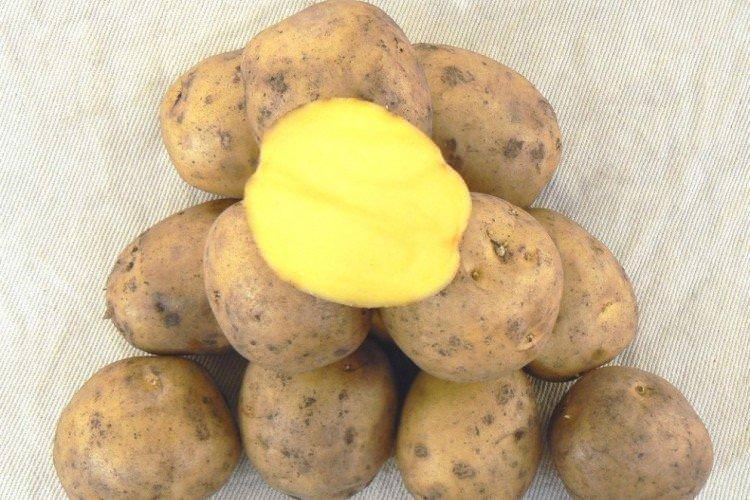 Гала - Середньостиглі сорти картоплі