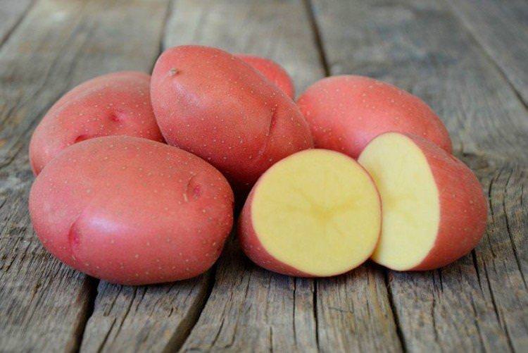 Розара - Середньостиглі сорти картоплі