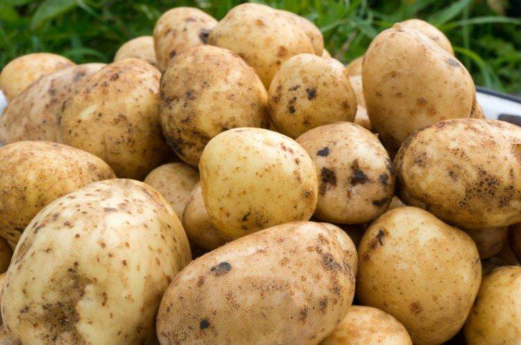 Санте - Середньостиглі сорти картоплі
