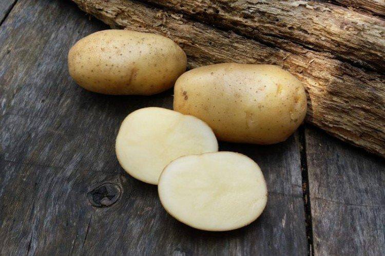 Невський - Пізні сорти картоплі