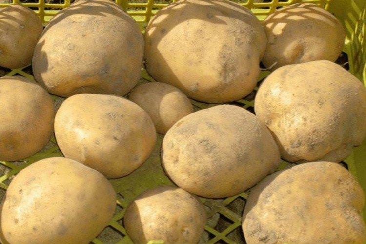 Приєкульський ранній - Найкращі сорти картоплі для Підмосков'я