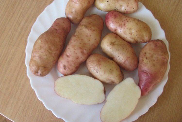 Американка - Найкращі сорти картоплі для Підмосков'я