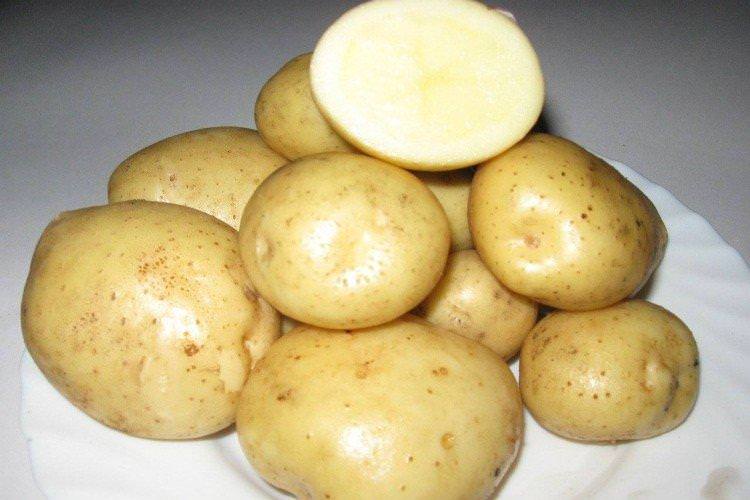 Фаленська - Найкращі сорти картоплі для Підмосков'я
