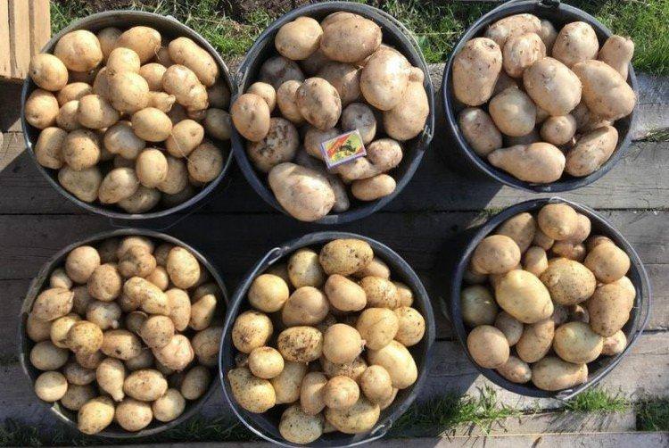 Чародій - Кращі сорти картоплі для Підмосков'я