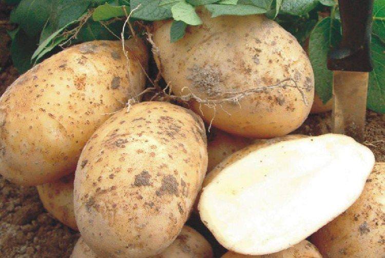 Вісник - Найкращі сорти картоплі для Підмосков'я